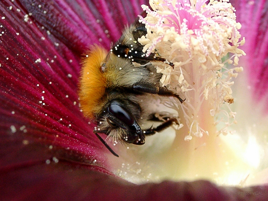100 - Bourdon dans hibiscus.jpg